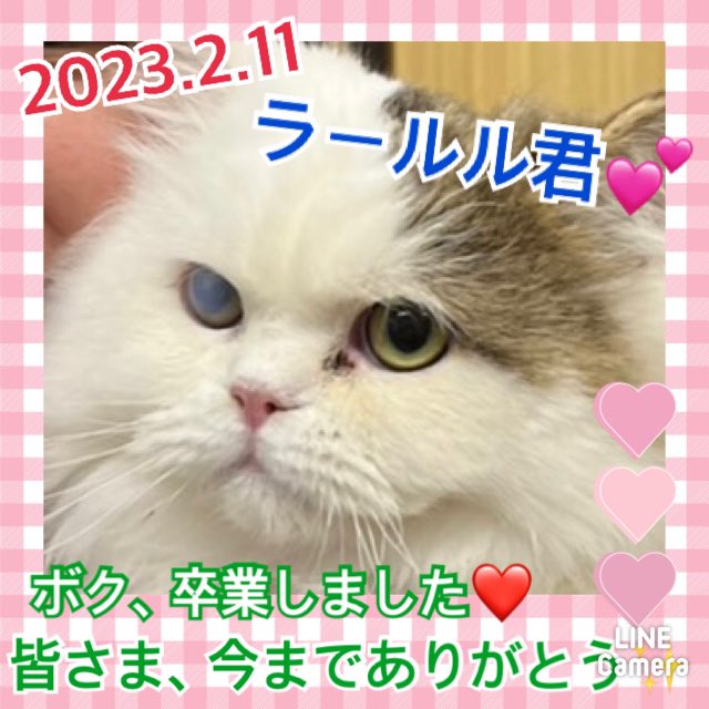 ★ラールル★2023,1,27ー2023,2,11【保護犬カフェ天神橋店】